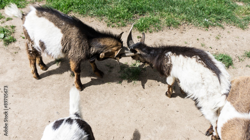 goats are fighting head photo