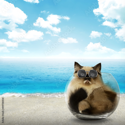 Fototapeta Naklejka Na Ścianę i Meble -  Cute persian cat inside glass bowl
