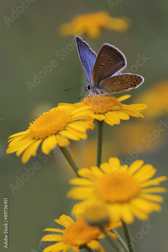 Common Blue butterfly - polyommatus icarus #89706451