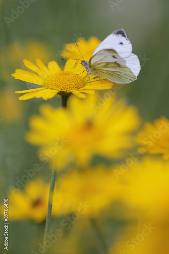 White butterfly (Pieris rapae) feeding on nectar