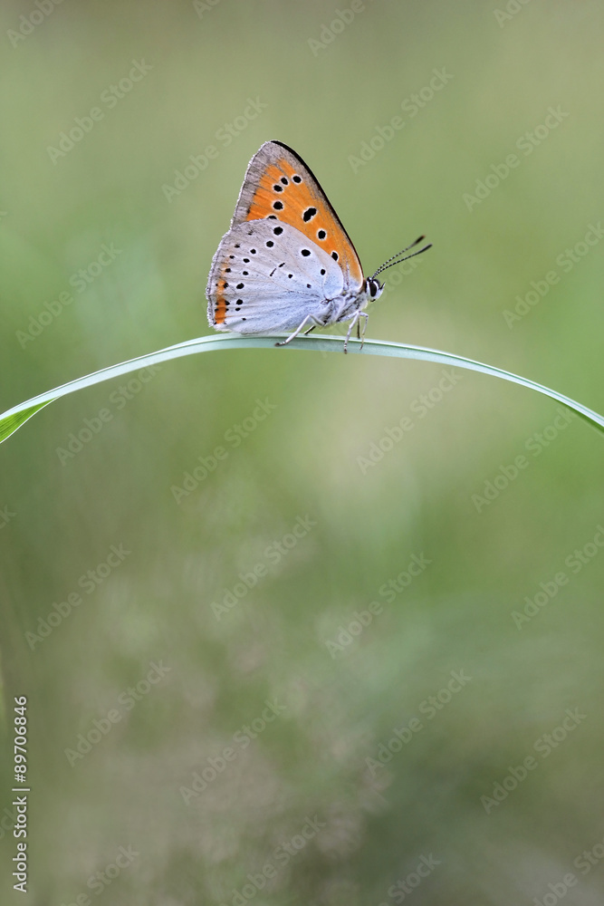 Obraz premium Large Copper butterfly Lycaena dispar