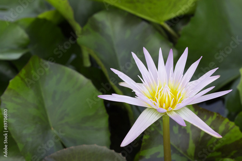  white lotus and leaf in water.