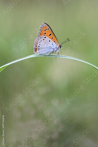 Wallpaper Mural Large Copper butterfly Lycaena dispar  Torontodigital.ca