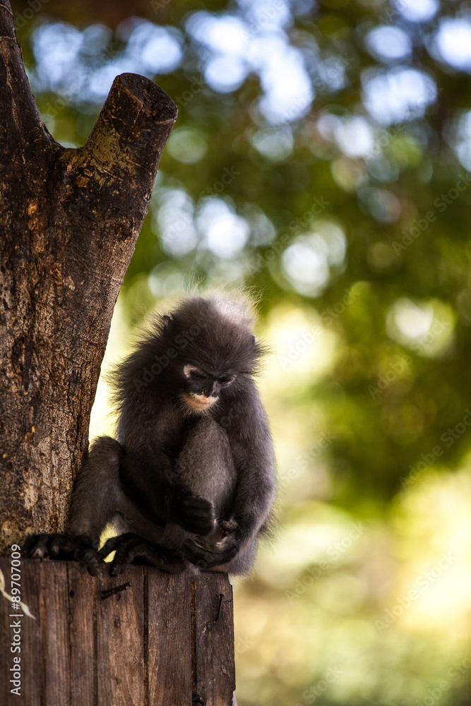 Naklejka premium Spectacled langur
