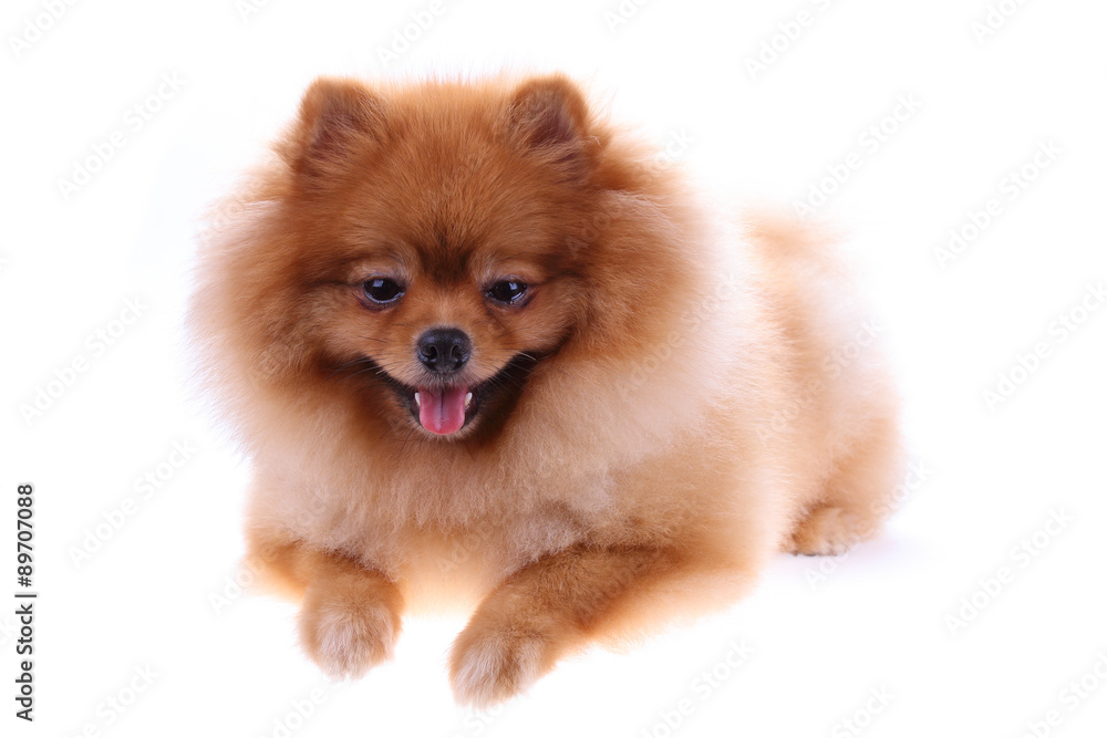 Fototapeta premium brown pomeranian dog isolated on white background, cute pet