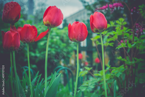 Red Tulips in the Garden Retro