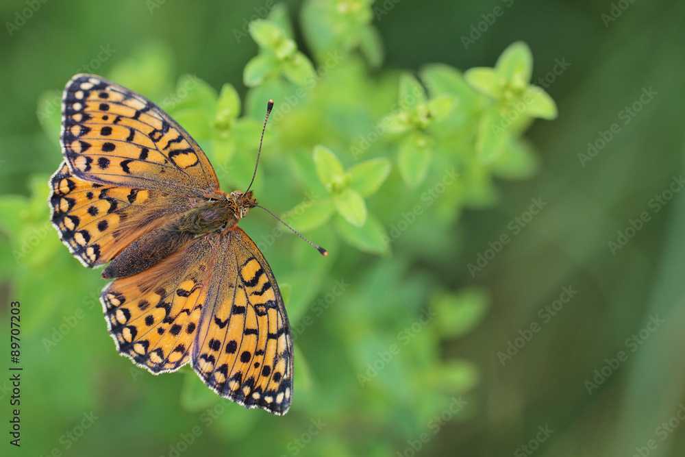 Dark Green Fritillary butterfly - Argynnis aglaja Dark Green Fritillary butterfly - Argynnis aglaja