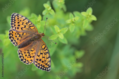 Dark Green Fritillary butterfly - Argynnis aglaja #89707203