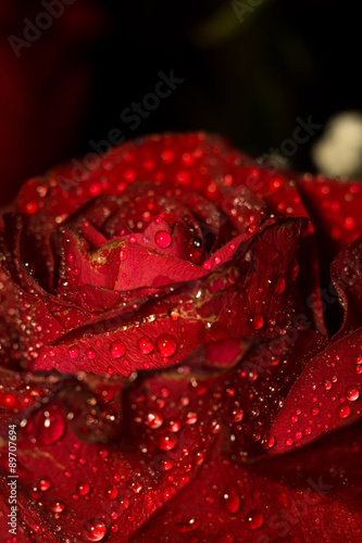 Wet Red Rose Macro