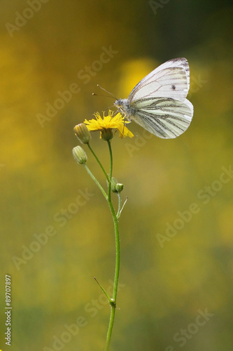 Small White butterfly © butterfly-photos.org