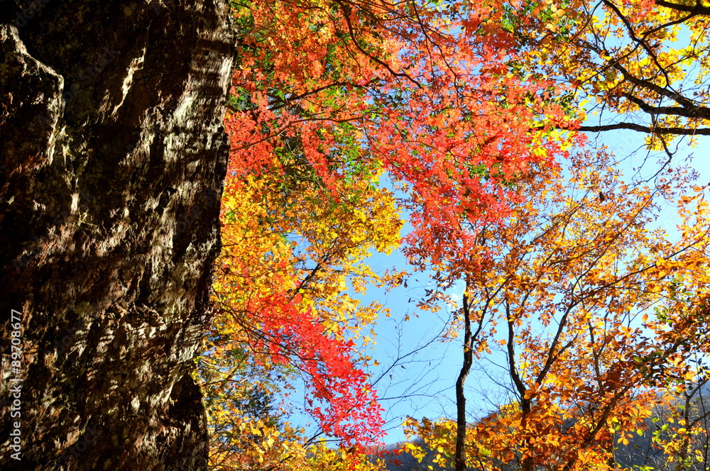 Obraz premium 埼玉県 秋の奥秩父 入川渓谷の紅葉
