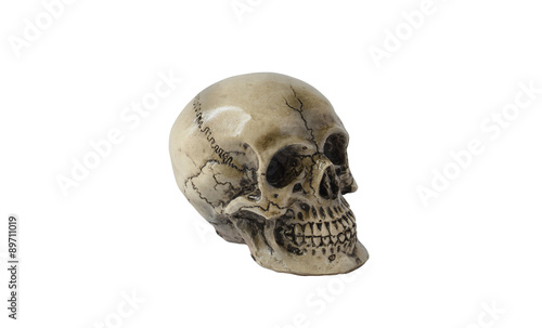 skull-model on white background