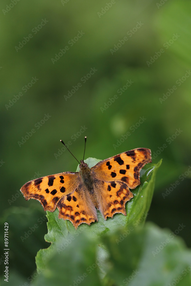Comma butterfly Polygonia c-album Comma butterfly Polygonia c-album