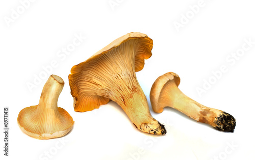 chanterelle mushrooms isolated photo