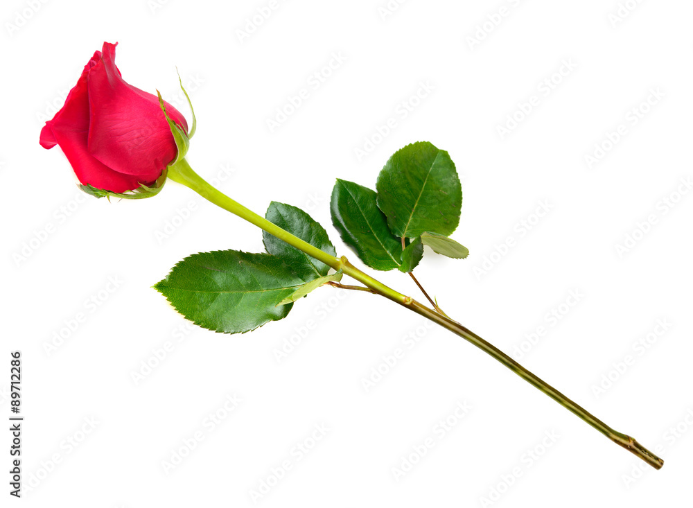 Naklejka premium Red rose