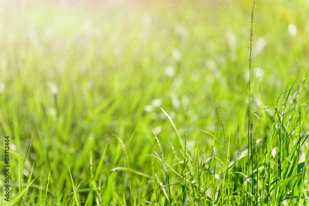 Obraz premium green grass background