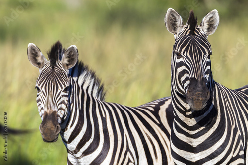 Zebra s Wildlife Animals Closeup Alert