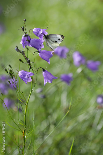 bellflower (Campanula) with white butterfly and nature medow beckground © butterfly-photos.org