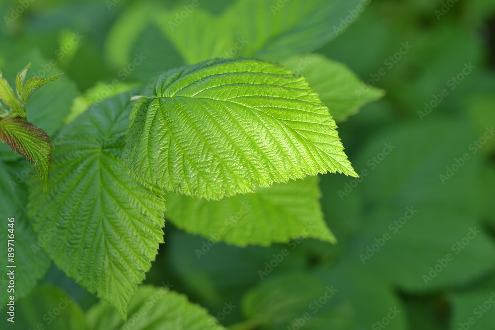 green leaves of raspberry green leaves of raspberry