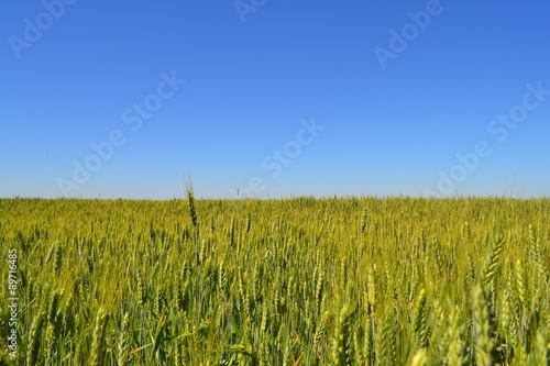 Wheat field - it is not yet ripe!