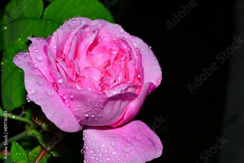Pink Rose