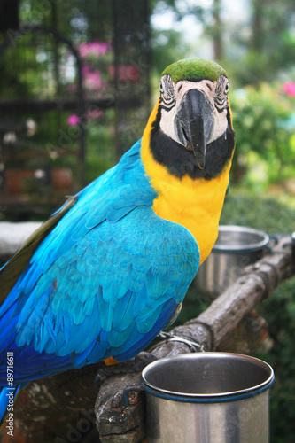 попугай ара в Paradise Park Farm на острове Самуи в Таиланде