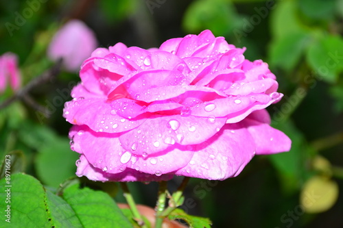 Pink Rose