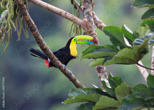 A PERFECT POSE FOR A PERFECT TOUCAN...Toucans are curious.  They watch movement carefully even when high in the trees.  Photographed in the wild in Costa Rica