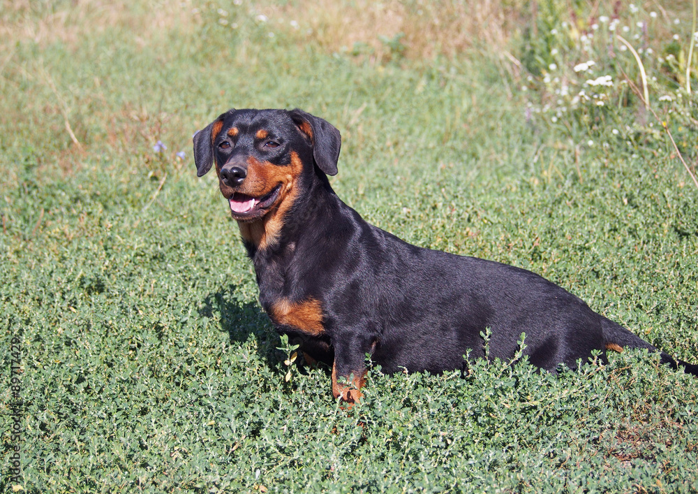 Small black dachshund sitting on green lawn Small black dachshund sitting on green lawn