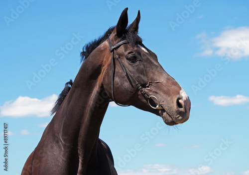 Portrait beautiful sportive stallion on background of blue sky