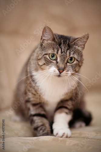 Gray striped cat with green eyes and a white paw. © Azaliya (Elya Vatel)