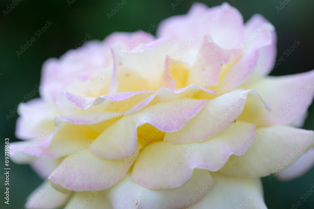 Petal of rose
