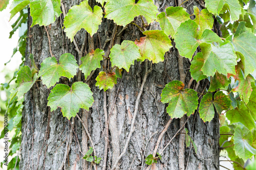 Tree and green leaves photo