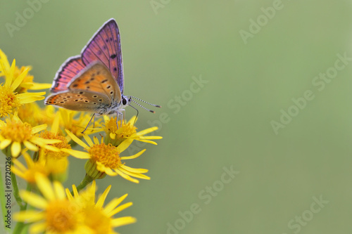 Purple-shot Copper - Lycaena alciphron  photo