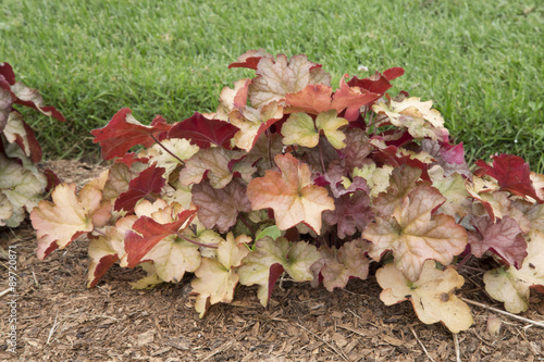 Heuchera - Pinot Gris