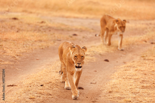 Two lionesses in Masai Mara © ivanmateev