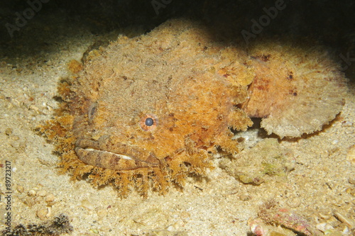 Bearded toadfish Sanopus barbatus