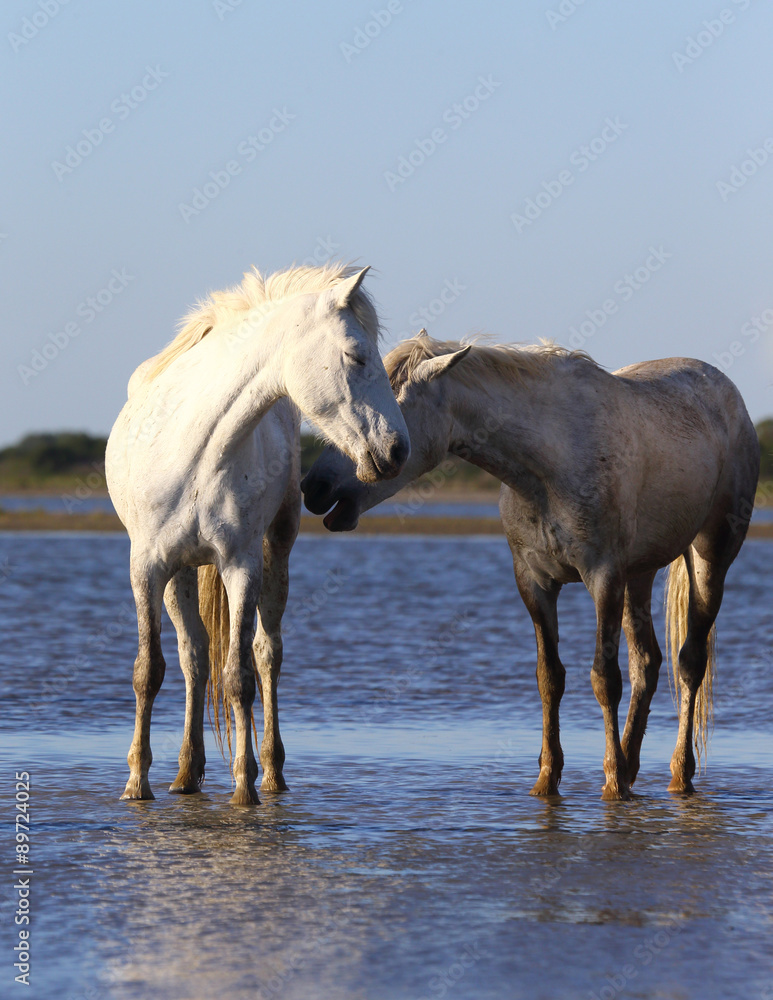 Obraz premium White Camargue Horses standing on the beach in Parc Regional de Camargue - Provence, France
