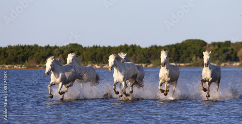 PROVENCE  FRANCE - 08 MAY  2015  White Camargue Horses run in the swamps nature reserve in Parc Regional de Camargue - Provence  France