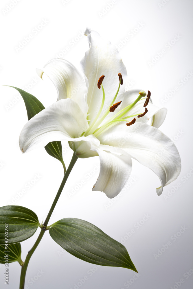 Obraz premium object