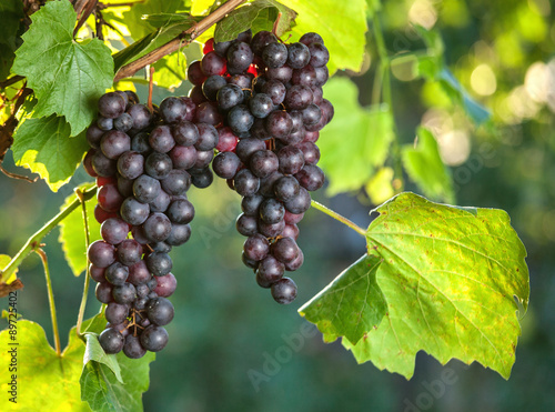Wallpaper Mural Fresh grapes on the vine branches. agriculture Torontodigital.ca