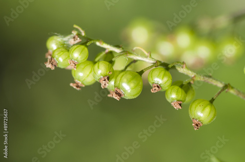 Unripe red currants