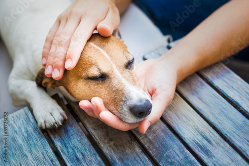 owner petting dog with hands