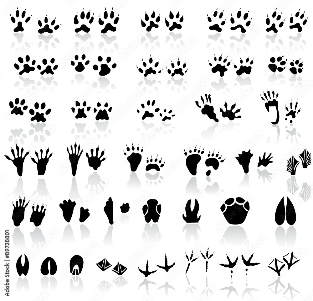 Obraz premium Collection of animal and bird trails