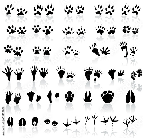 Collection of animal and bird trails