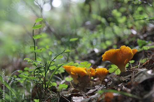 Chanterelle in the forest