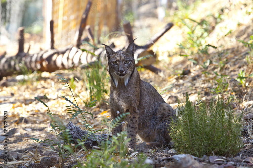 Naklejka premium Iberian lynx staring to the camera