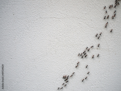 The chain of ants close-up