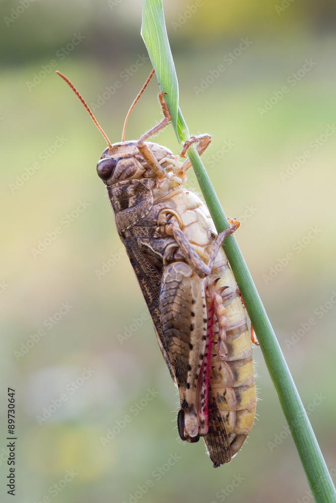 grasshopper grasshopper