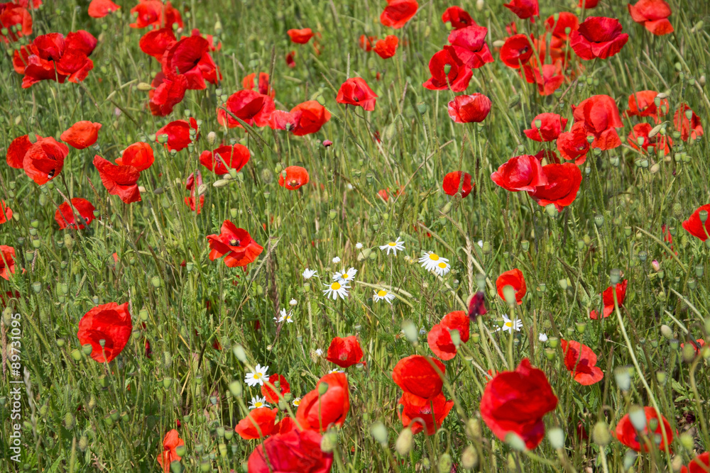 Fototapeta premium Mohnblumen